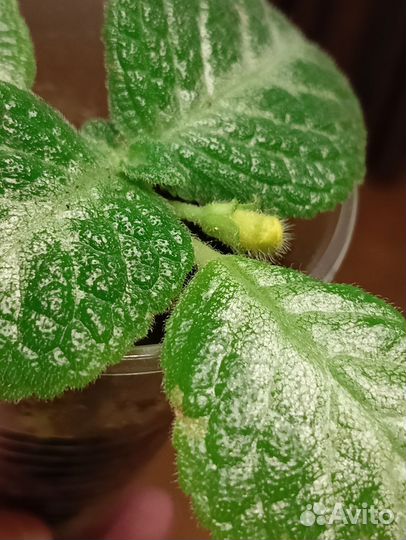 Эписция жёлтая