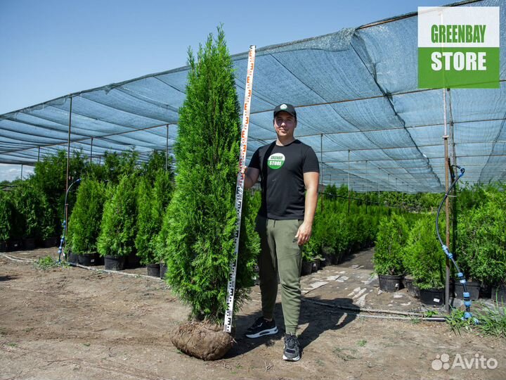 Туи смарагд 1,8 метра свежая копка 2023