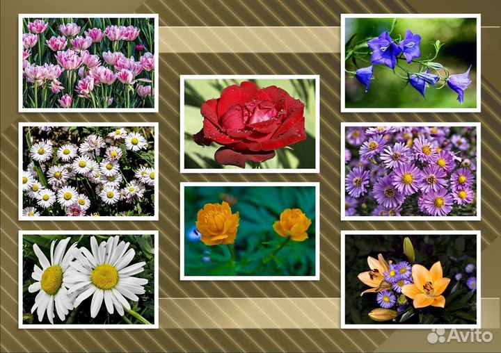 Цветы фотографии