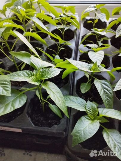 Рассада томатов, перца,баклажан