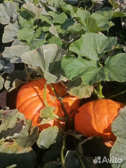 Тыква на корм