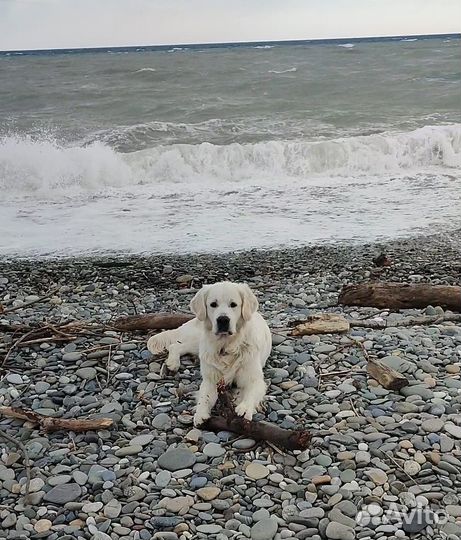 Вязка собак