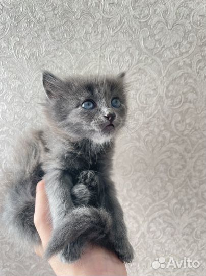 Британские котята бесплатно