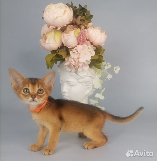 Абиссинская девочка