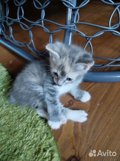 Курильский бобтейл