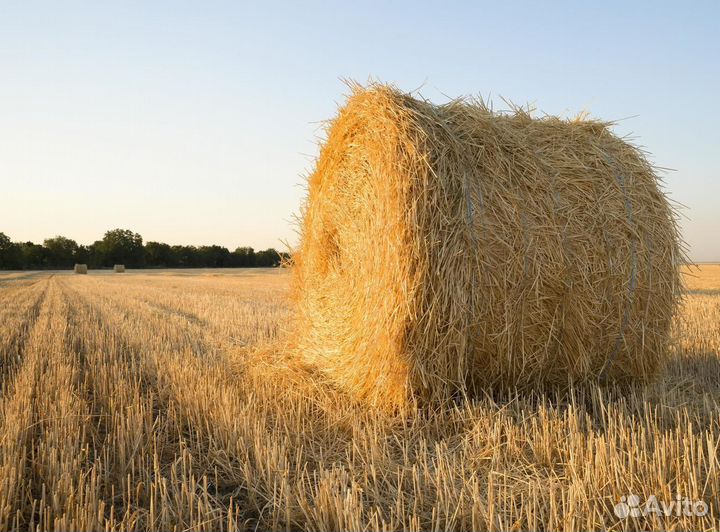 Продам рулоны сена