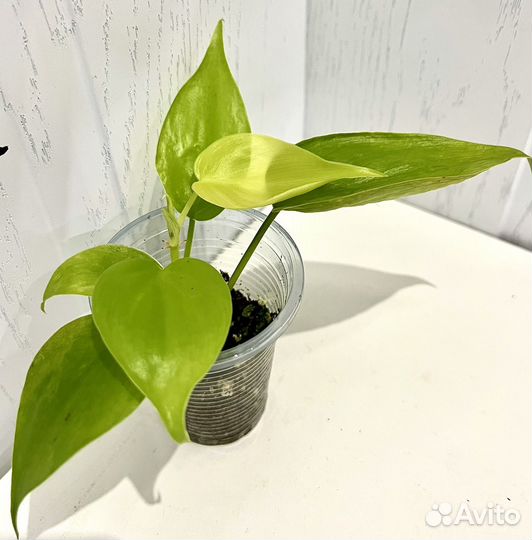 Филодендрон сканденс лимон Лайм