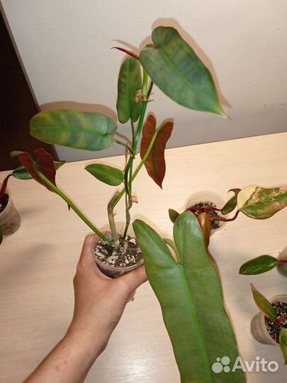 Филодендроны и монстеры