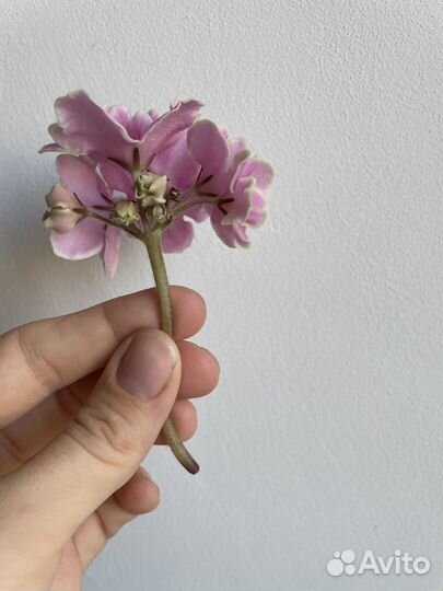 Фиалка Pink Amiss лист с корнями