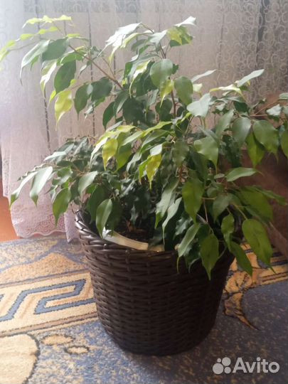 Кашпо плетеное