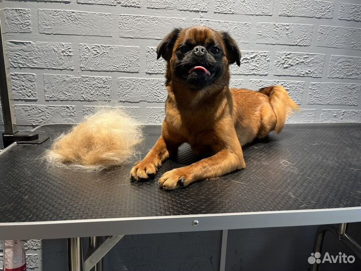 Грумер, экспресс линька собак