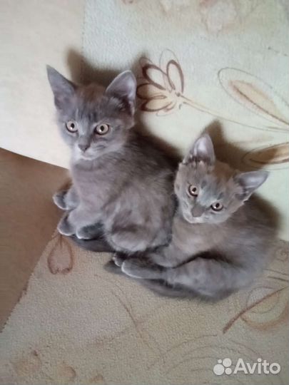 Котята два месяца