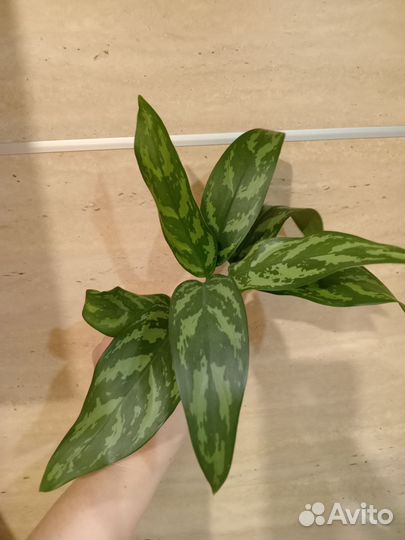 Фикус, аглаонема, бегония, монстера мини