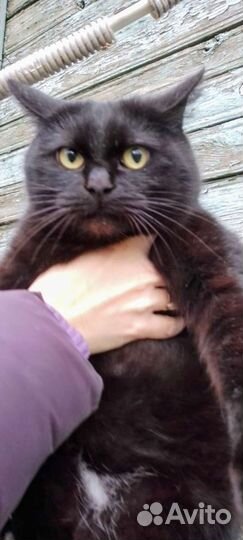 Ласковая киса Куцехвостик-мышеловка/стерильная