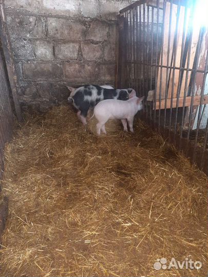 Поросята помеси ландрас дюрок