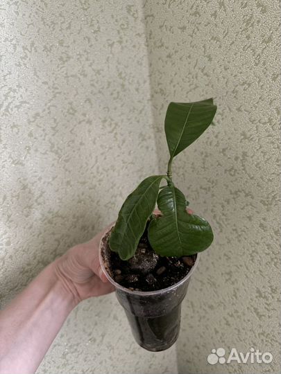 Комнатные растения цветы бесплатно