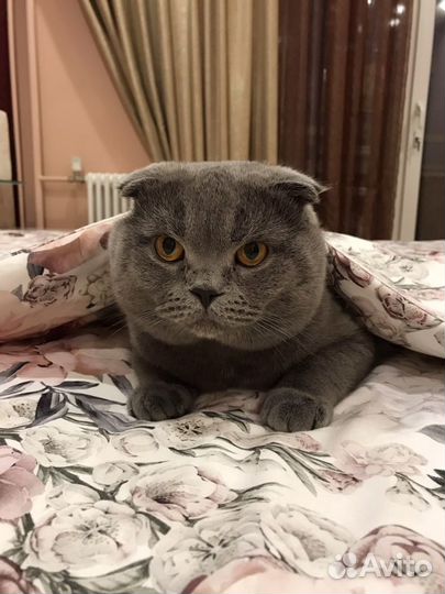 Вязка с шотландским вислоухим котом