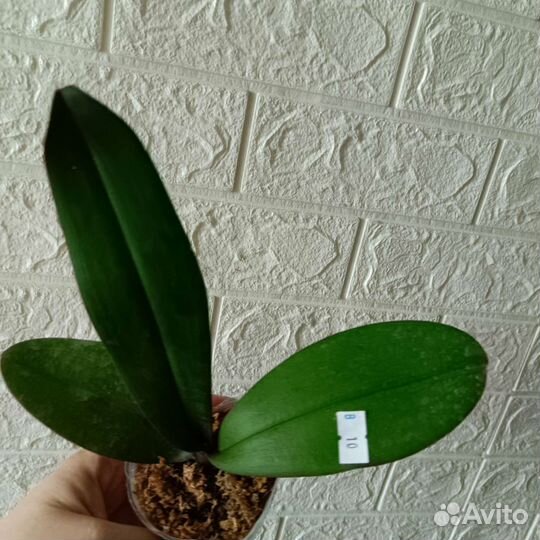 Орхидея бабочка