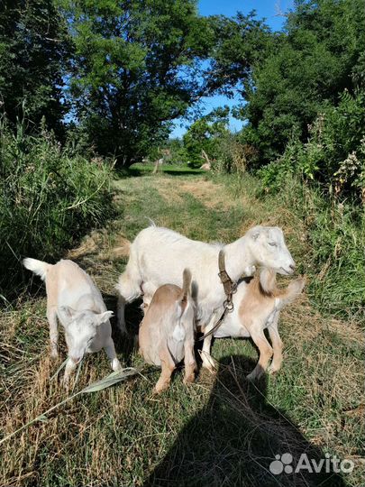 Коза ломанча