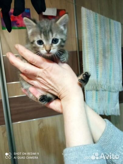 Котик в добрые руки
