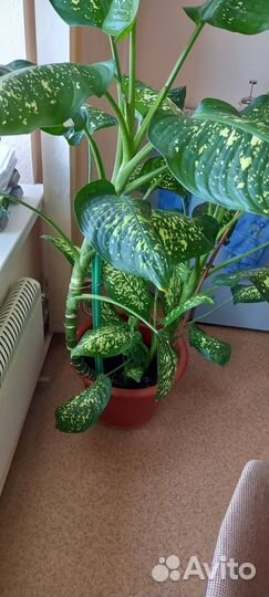 Цветок Диффенбахия