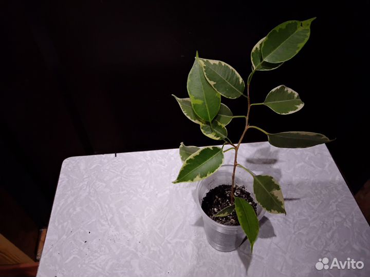 Домашние растения