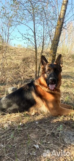 Немецкая овчарка. Вязка