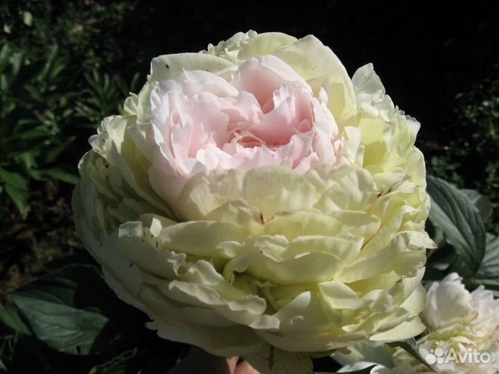 Пион Лариса Скакодуб