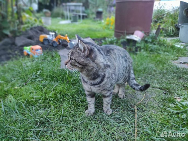 Отдадим кота в добрые руки