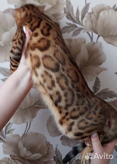 Бенгальская кошка в добрые руки