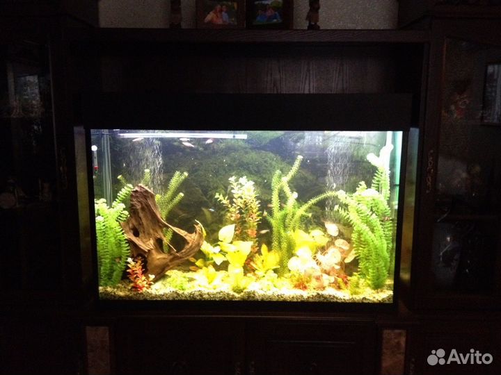 Обслуживание (чистка) аквариумов