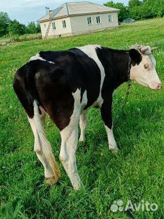 Тёлочка стельная