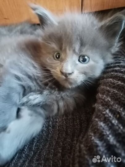 Котята мейн-кун