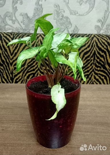 Сингониум Три короля