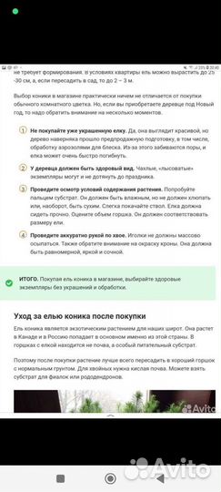 Ель канадская коника