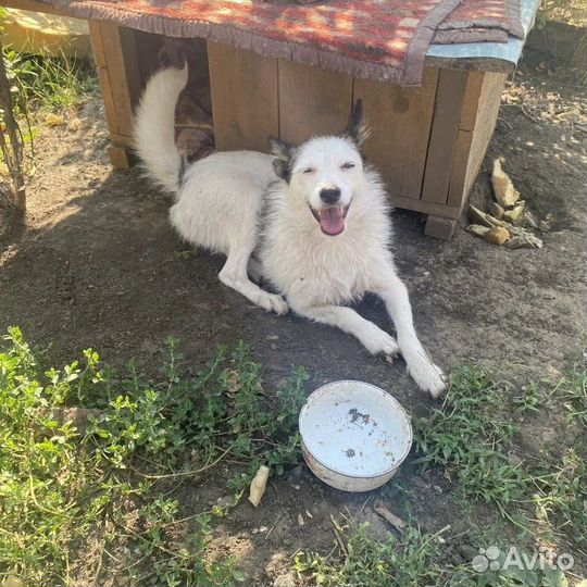 Собака Белочка ищет хорошего хозяина