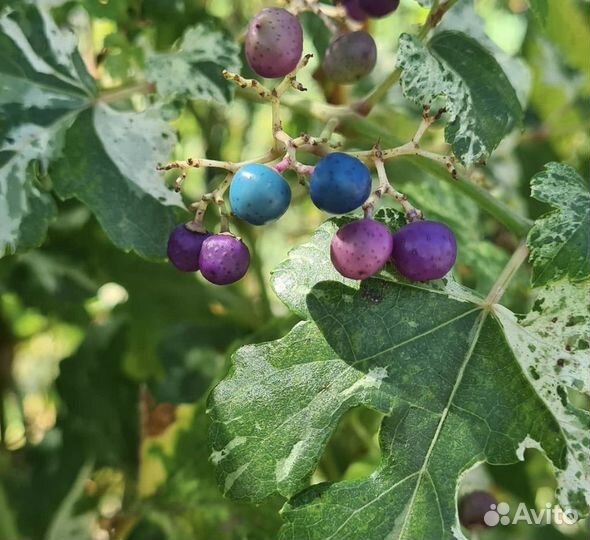 Виноградовник короткоцветковый Ampelopsis