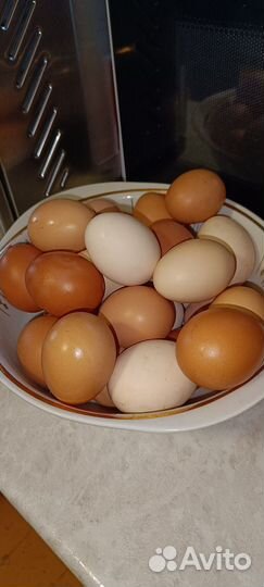 Домашние куриные яйца