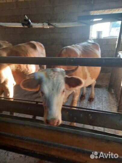 Дойные коровы