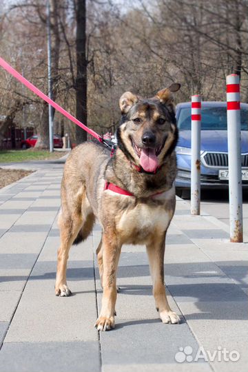 Собаки бесплатно