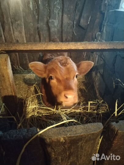 Телята бычки