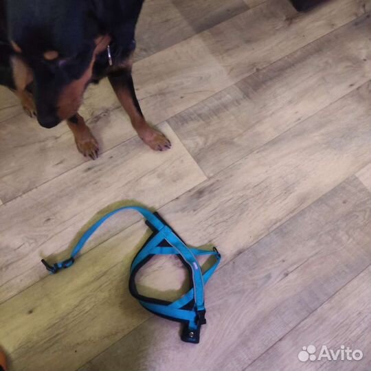 Шлейка для собаки