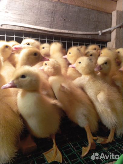 Куры, цыплята, бройлера, утята, гусята, индюшата
