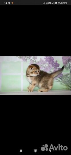 Шотландские котята