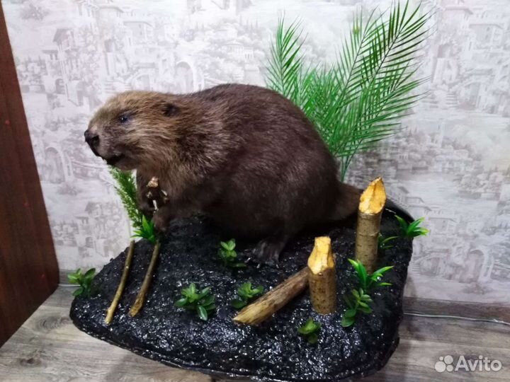 Изготовление чучел. Таксидермия