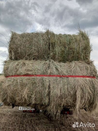 Сено в рулонах также в тюках заказ на тюки от -20