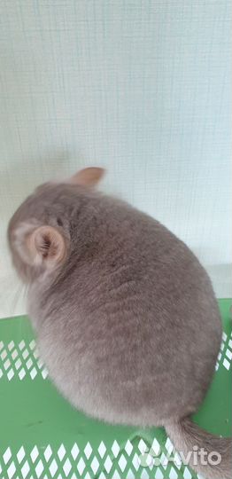 Ангорские шиншиллята, мальчик и девочка