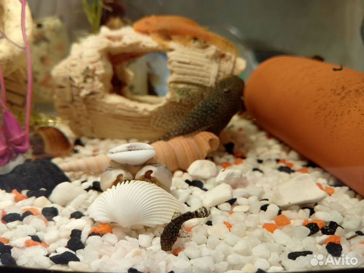 Сомики Анцитрусы