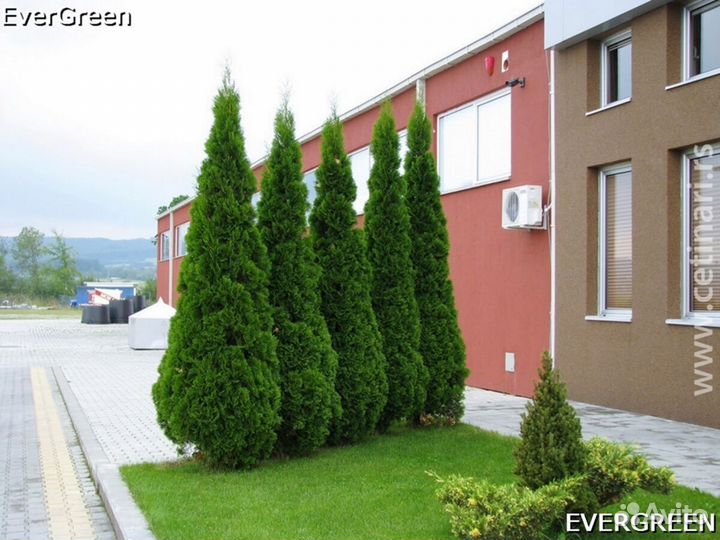 Туи колумна