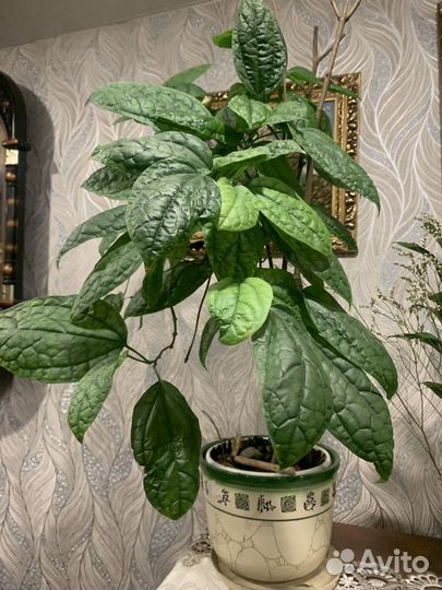 Клеродендроум Томпсона